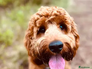 Cockapoo dogs Cockapoo for Stud - Advert 12