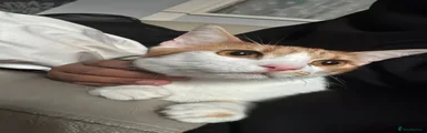 Domestic Shorthair 1