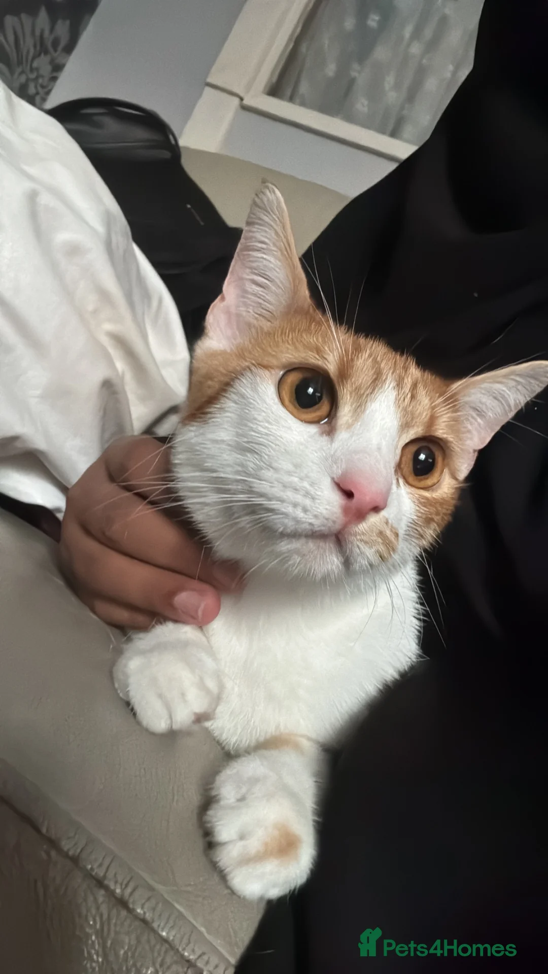 Domestic Shorthair cats for sale: Friendliest Domestic Cats - Advert 1