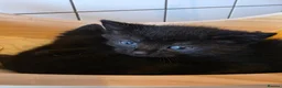 Russian Blue cats for sale: Russian blue x bengal black charcoal male female  - Advert 7