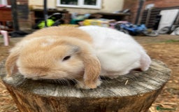Netherland Dwarf rabbits for sale: Rare Colour purebred Netherland Dwarf  - Image 9
