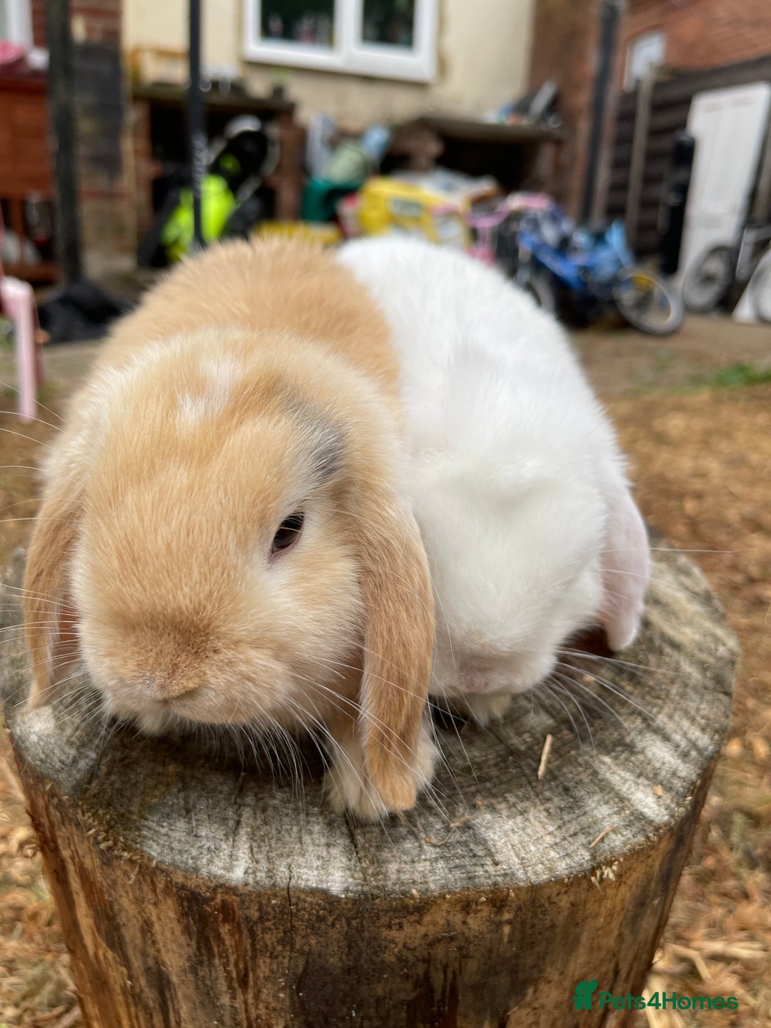 Netherland Dwarf rabbits for sale: Rare Colour purebred Netherland Dwarf  - Image 9