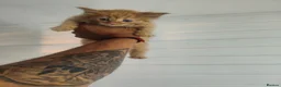 Maine Coon cats for sale: 🐾 6 BEAUTIFUL KITTENS LOOKING FOR LOVING HOMES 🐾 - Advert 11