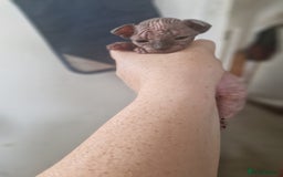 Sphynx cats for sale: 5 beautiful babies looking for forever families  - Image 9
