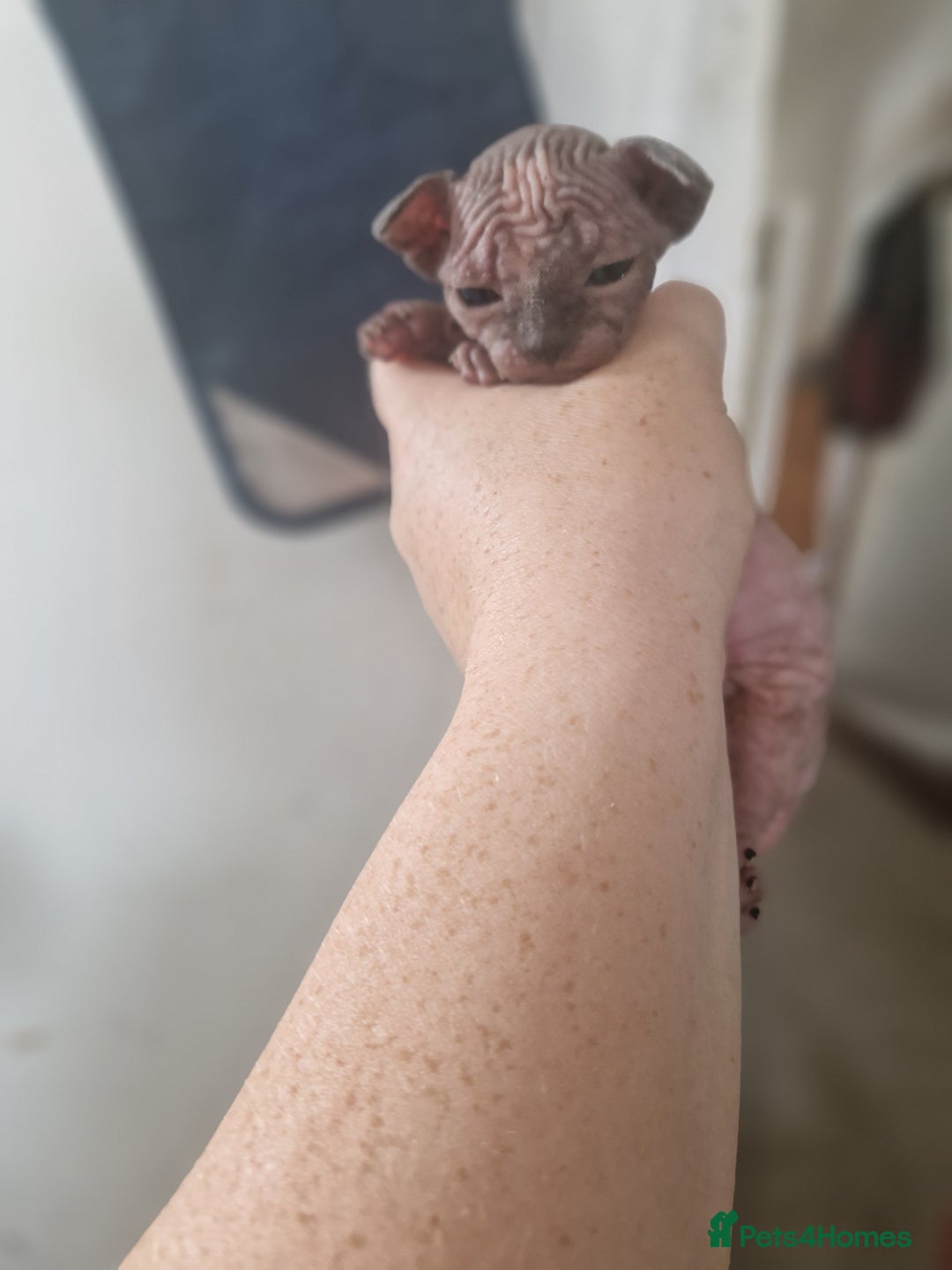 Sphynx cats for sale: 5 beautiful babies looking for forever families  - Image 9