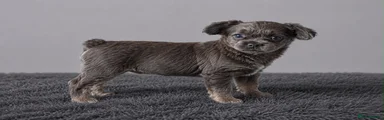 NEW FEMALE 1 rehomed