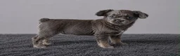 French Bulldog dogs for sale: LAST BOY £700 - Advert 6