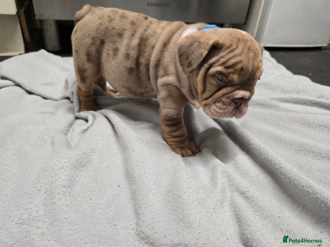 English Bulldog dogs for sale: ✨ English Bulldog Puppies Exceptional Bloodlines ✨ - Advert 6