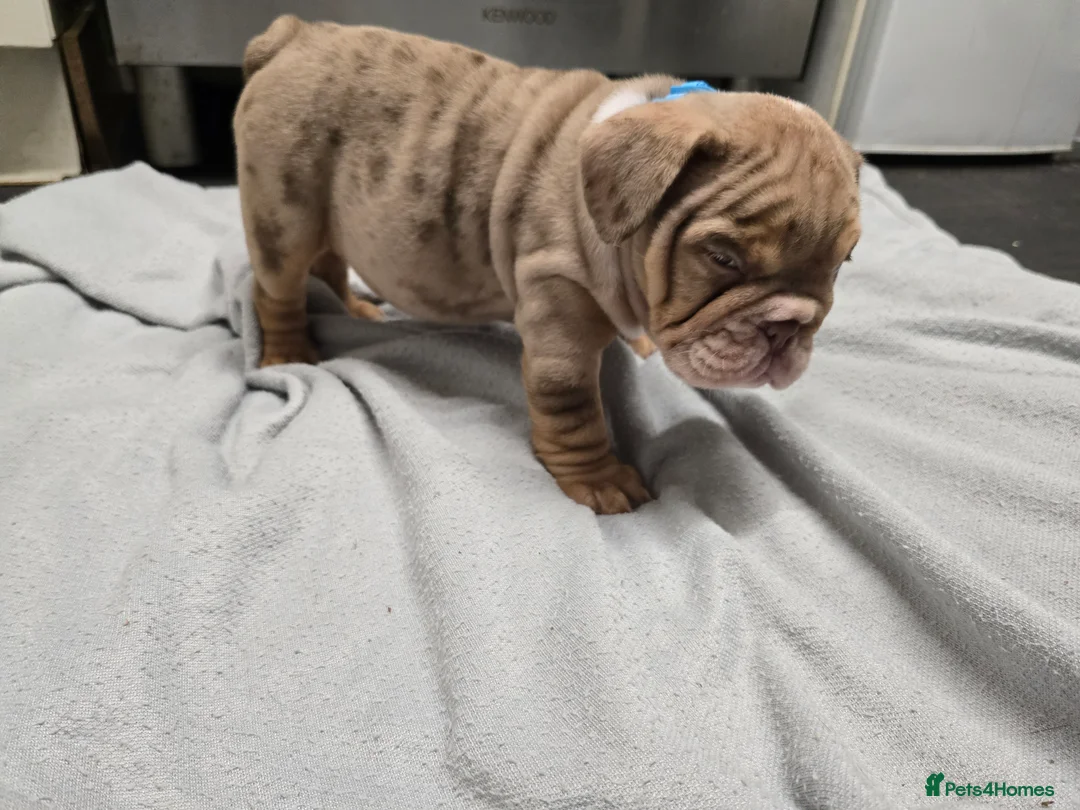 English Bulldog dogs for sale: ✨ English Bulldog Puppies Exceptional Bloodlines ✨ - Advert 6