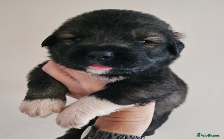 Caucasian Shepherd Dog dogs - Advert 7