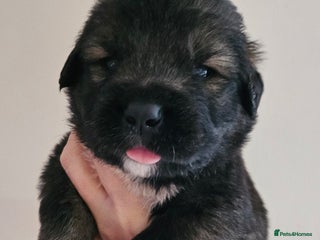 Caucasian Shepherd Dog dogs Caucasian Shepherd puppies from UKC reg parents - Advert 1