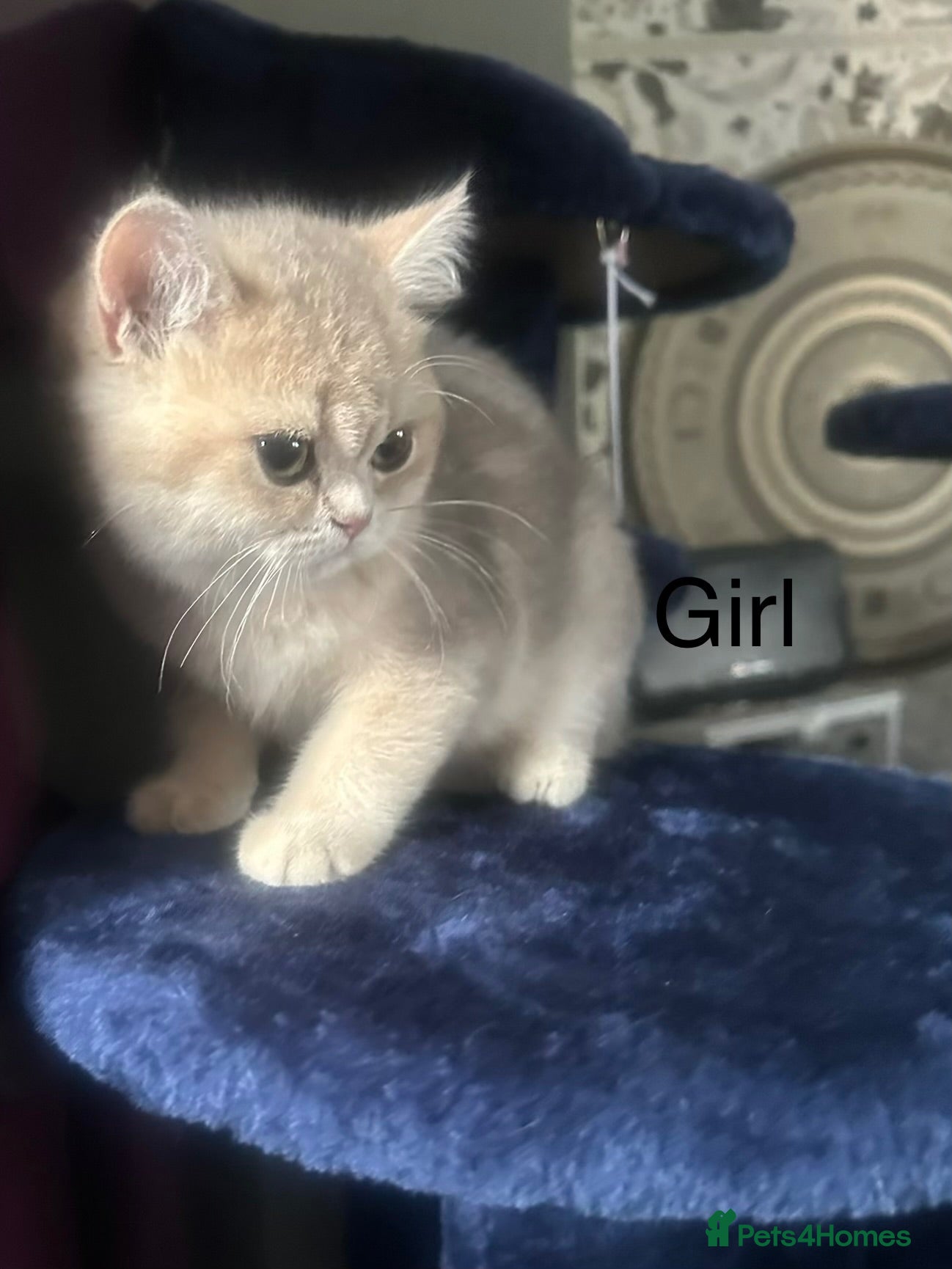 British Shorthair cats Last gorgeous girl left 😻 - Advert 1