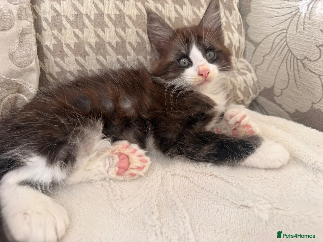 Maine Coon cats for sale: Maine coon polydactyl boy available on active  - Advert 2