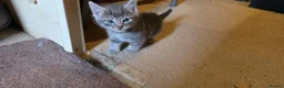 Mixed Breed cats for sale: Playful and sweet kittens  - Advert 10