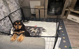 Cocker Spaniel dogs for sale: Dark Sable boy looking for his forever home - Image 2