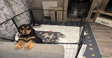 Cocker Spaniel dogs - Advert 1