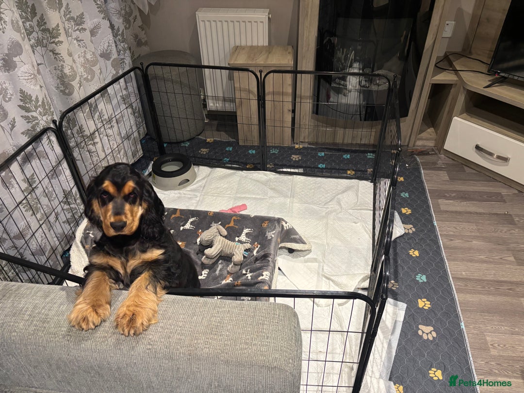 Cocker Spaniel dogs for sale: Dark Sable boy looking for his forever home - Image 2