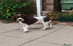 English Springer Spaniel dogs for sale: 🐾Beautiful KC Registered ES Spaniel Puppies🐾 - Image 27