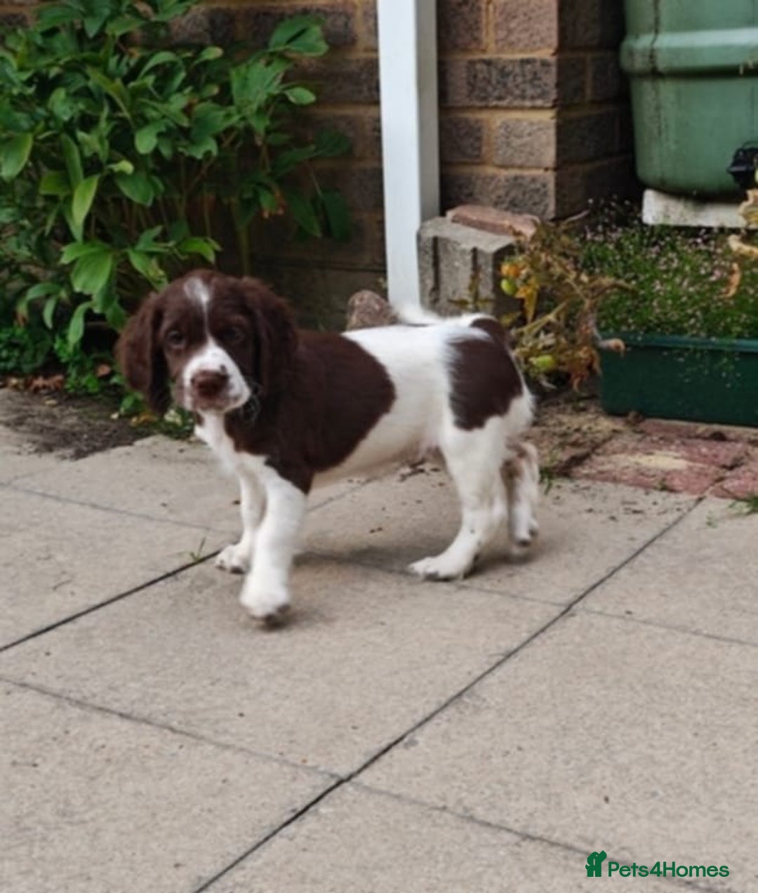 English Springer Spaniel dogs for sale: 🐾Beautiful KC Registered ES Spaniel Puppies🐾 - Image 27