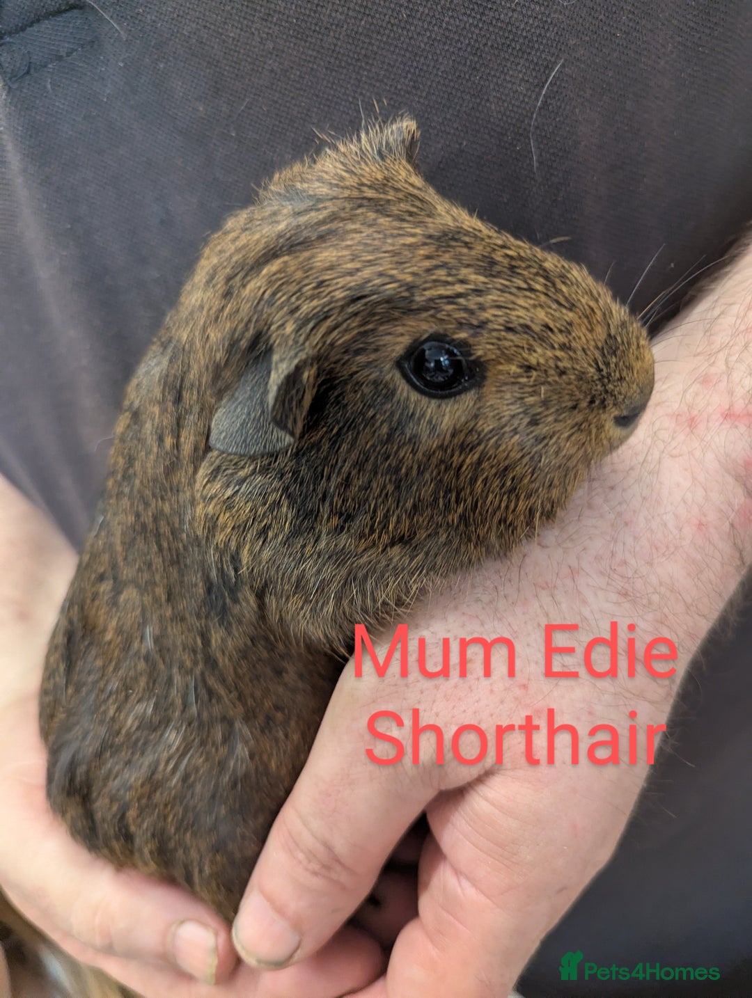 Guinea Pig rodents for sale: Stunning baby guinea pigs! Lunkarya/Abyssinian/sh  - Image 17