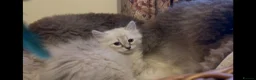 Siberian cats for sale: Lovely Siberian Girl 🤗 - Advert 7