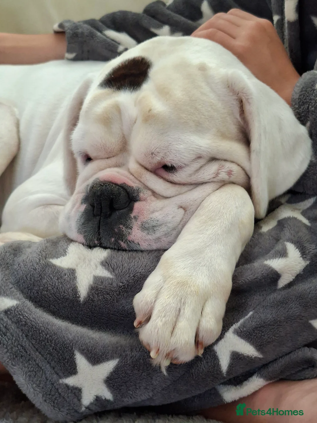 Mixed Breed dogs for sale: Adorable Boxer x Cocker Spaniel puppies 🐶 - Advert 10