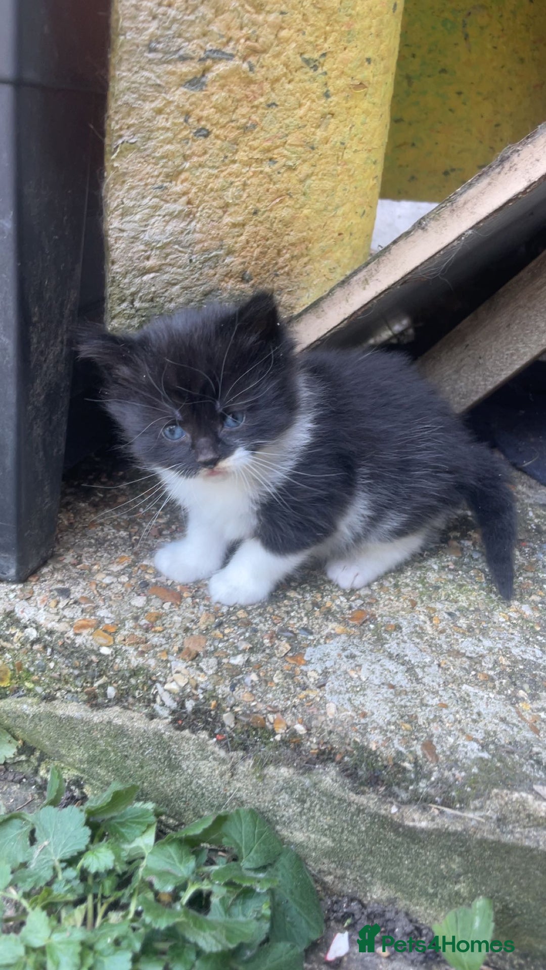 Mixed Breed cats for sale: Kittens for sale  - Image 31