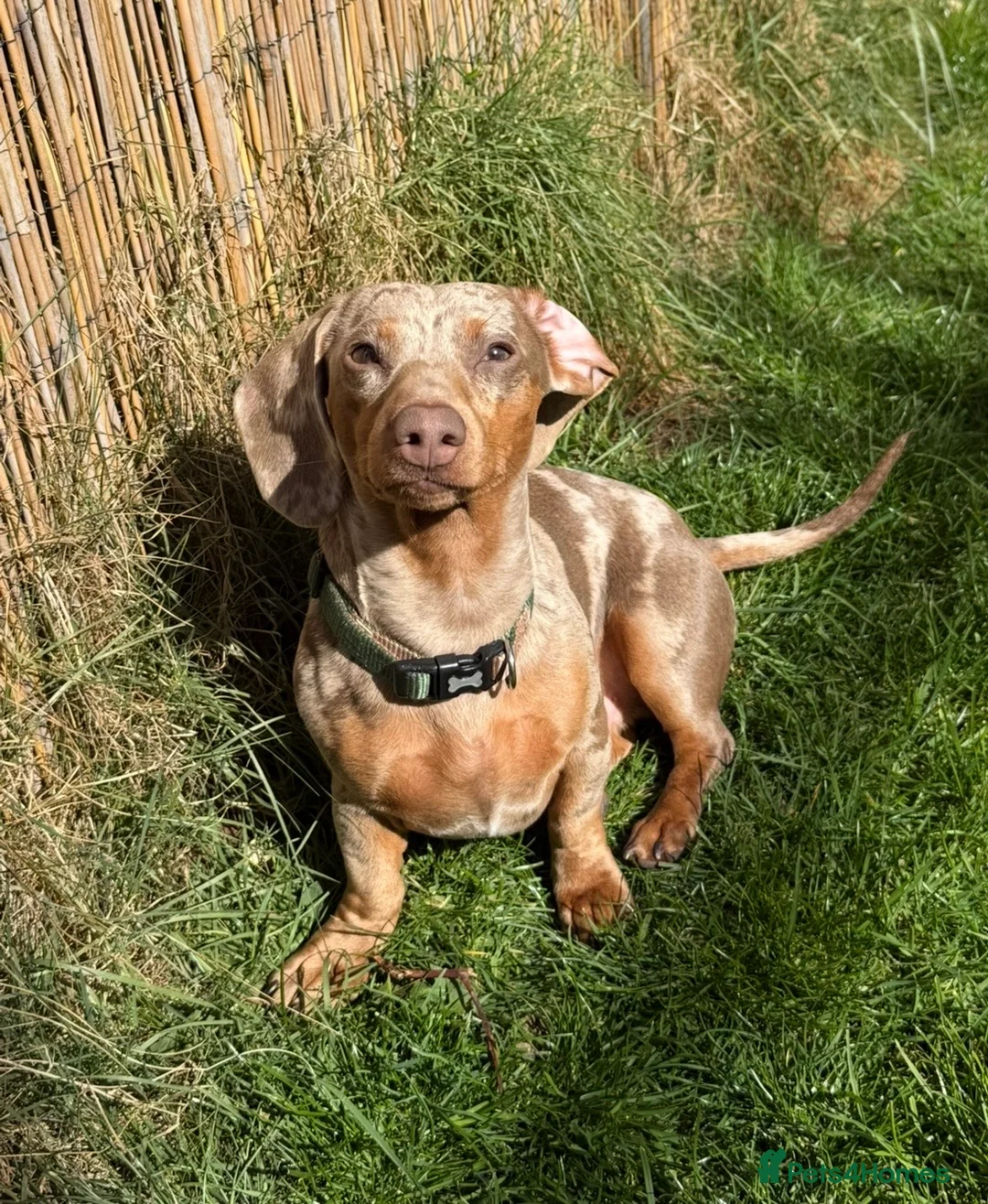 Miniature Dachshund dogs for stud: Isabella & tan miniature Dachshund stud  - Advert 2