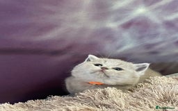 British Shorthair cats for sale: Champion Sired GCCF British Shorthair Kittens - Image 6