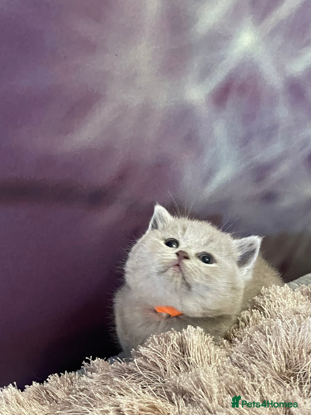 British Shorthair cats for sale: Champion Sired GCCF British Shorthair Kittens - Image 6