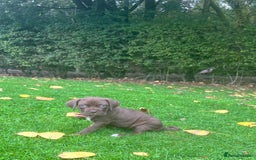 Cane Corso dogs for sale: Stunning chocolate cane corso bitch - Image 1