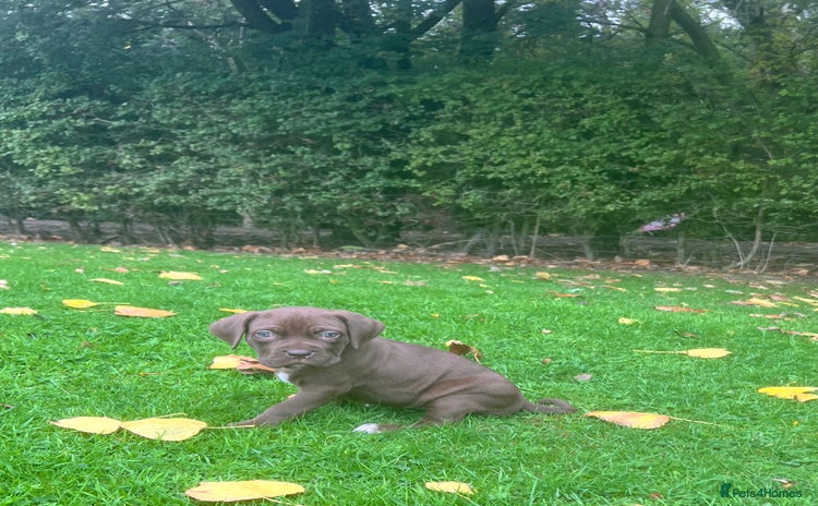 Cane Corso dogs - Advert 1