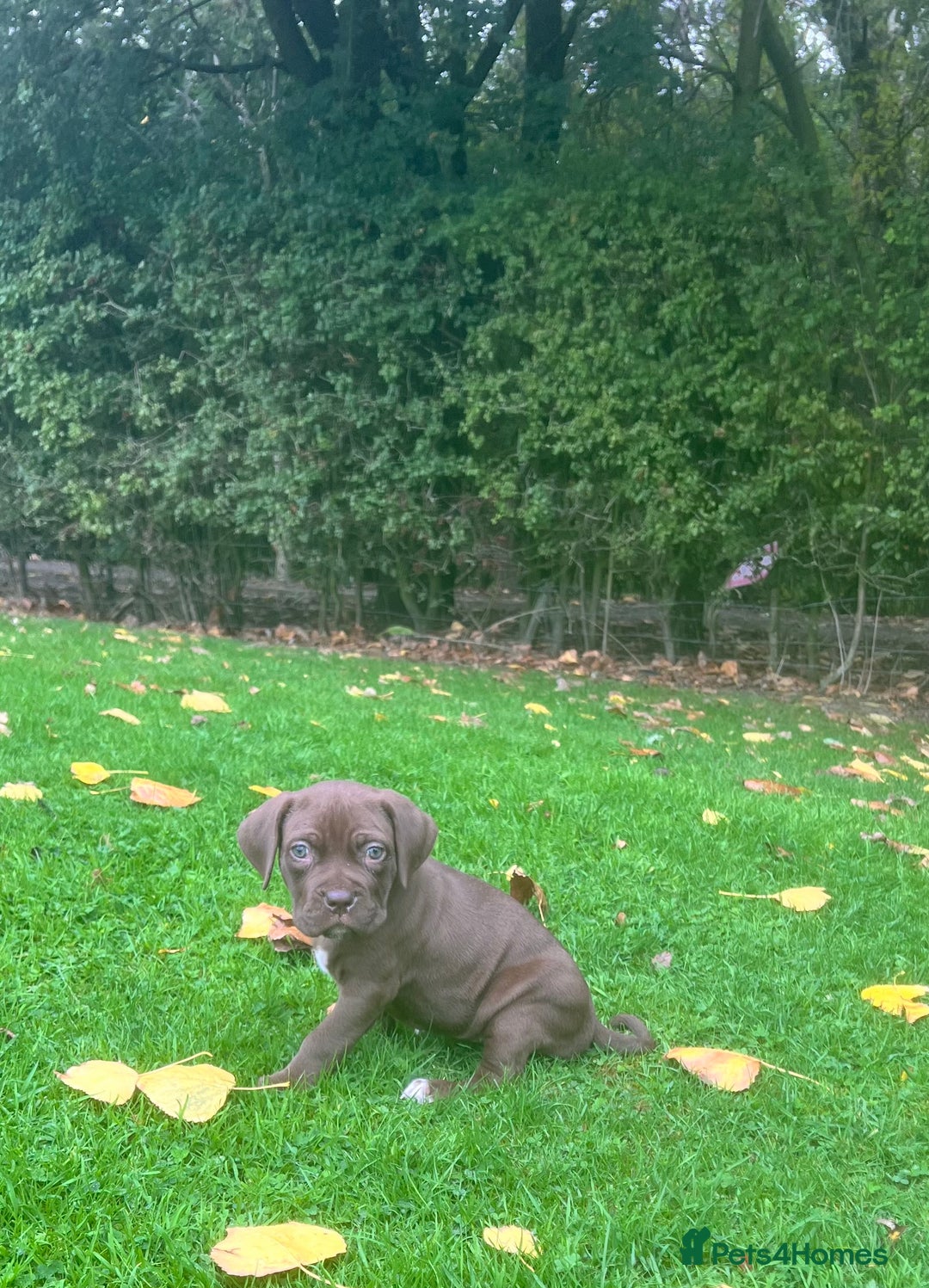 Cane Corso dogs for sale: Stunning chocolate cane corso bitch - Image 1