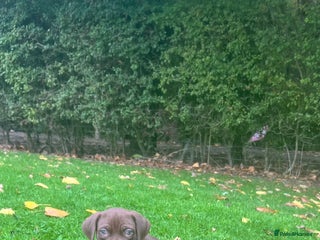 Cane Corso dogs - Advert 26