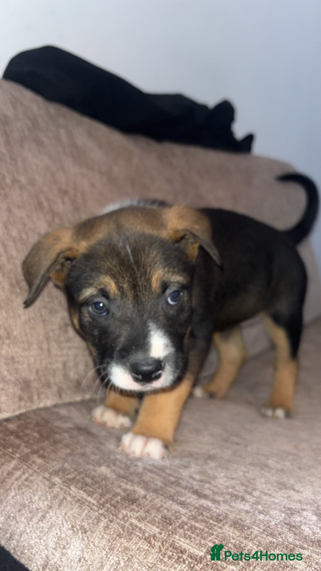 Mixed Breed dogs for sale: Puppies for sale  - Advert 9