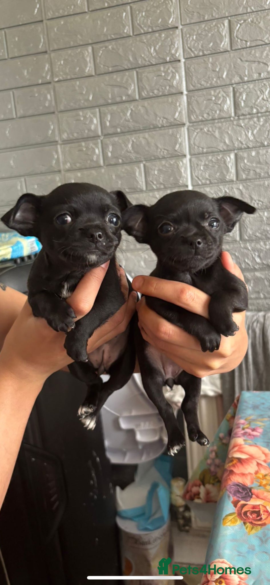 Chihuahua dogs Adorable Chihuahua 🐾🐶🐾🐶  - Advert 6