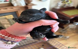 Toy Poodle dogs for sale: Toy poodle puppies ready now. Aberdeenshire - Image 6