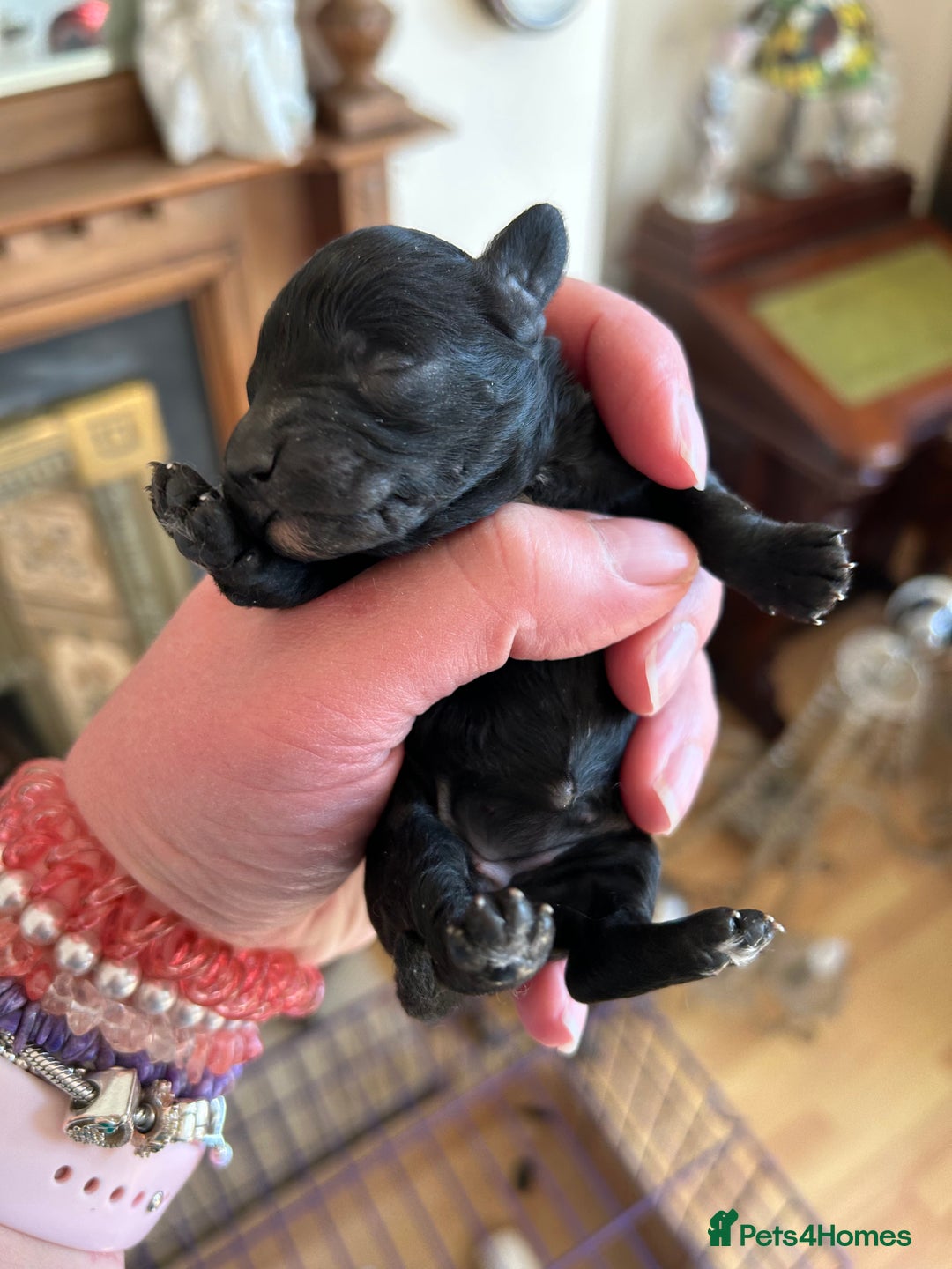 Toy Poodle dogs for sale: Toy poodle puppies ready now. Aberdeenshire - Image 6