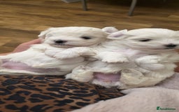 Maltese dogs for sale: Bichon Maltese - Image 8