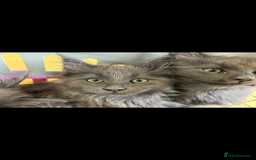 Maine Coon cats for sale: Beautiful Maine coon kittens - Image 25