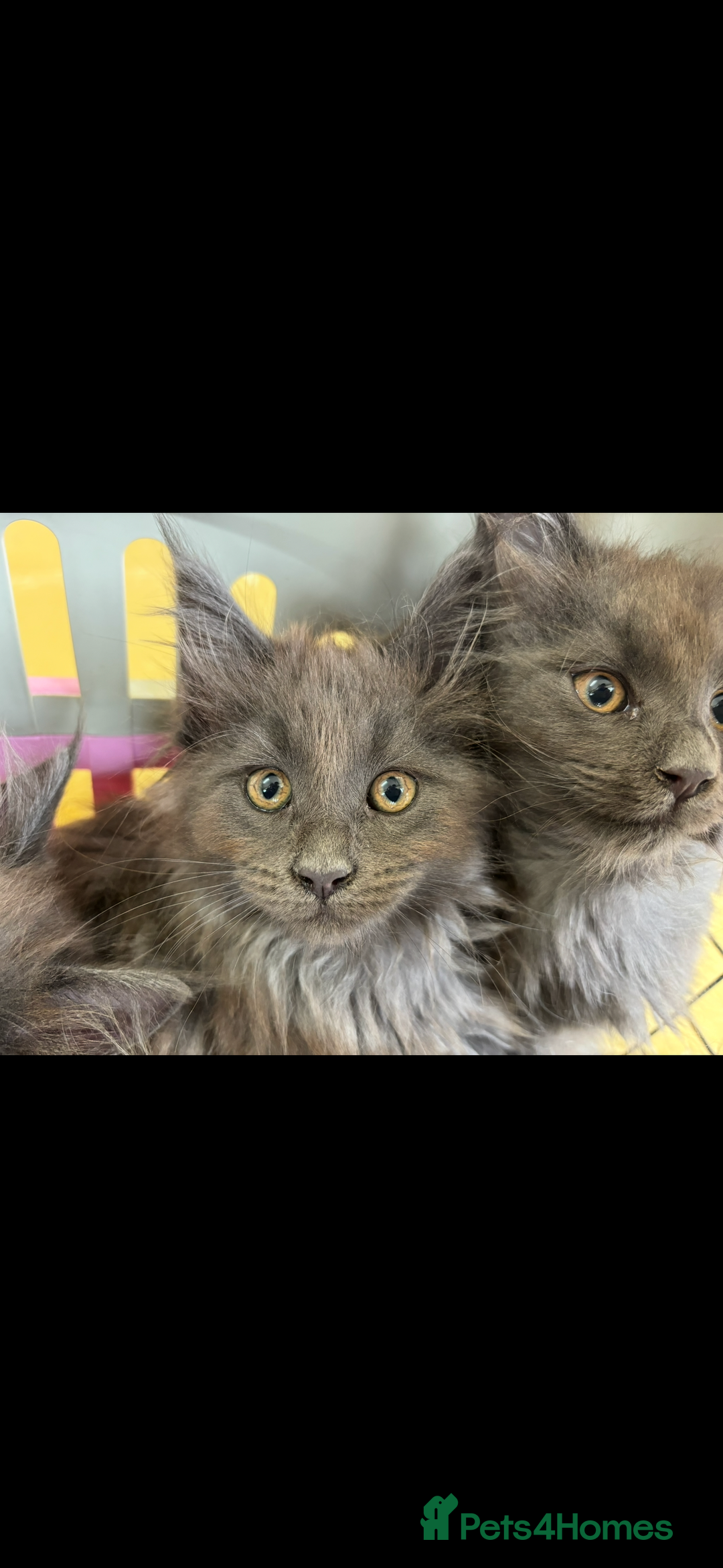 Maine Coon cats for sale: Beautiful Maine coon kittens - Image 25