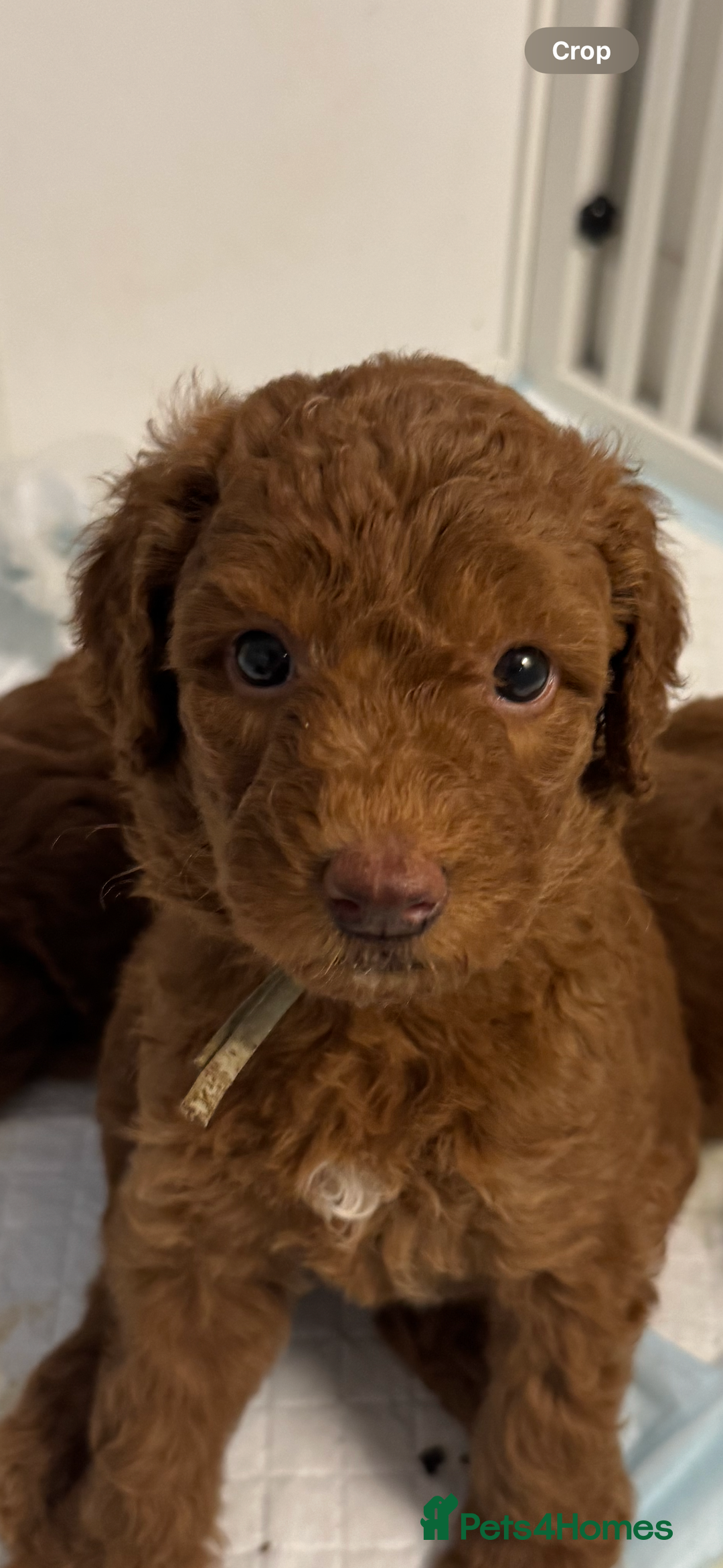 Aussiedoodle dogs for sale: Australian labradoodle puppies  - Image 11