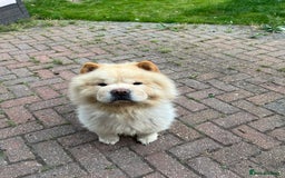 Chow Chow dogs for sale: Male cream chow chow (Loki) - Image 4