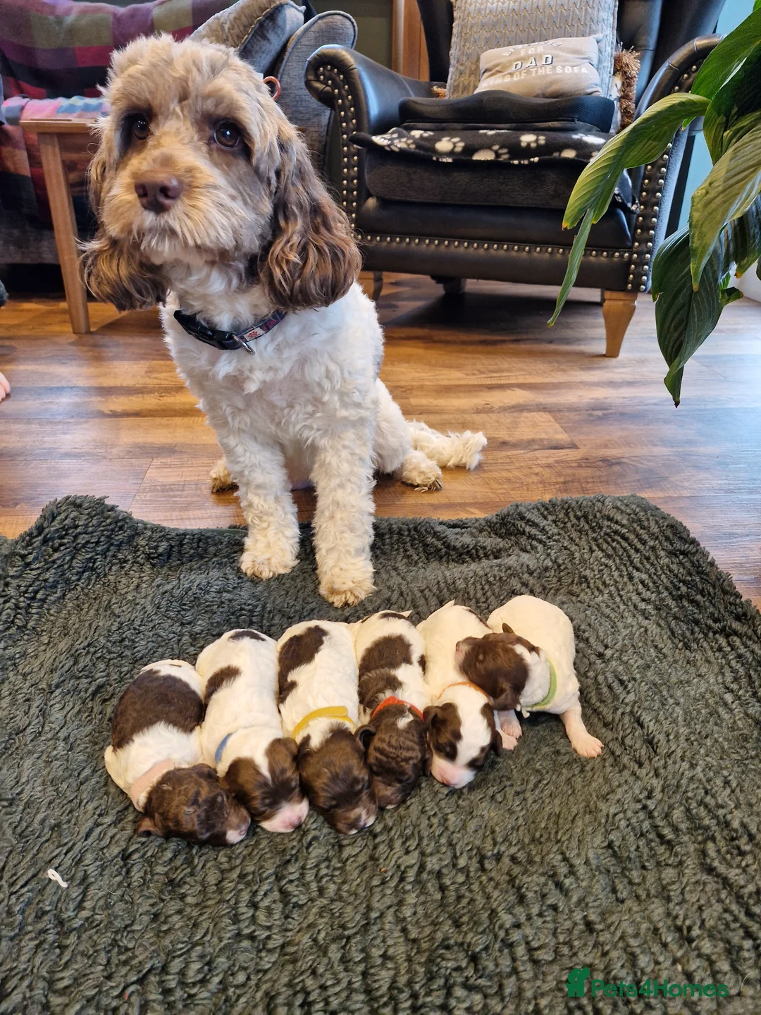 Sproodle dogs for sale: 🐾 Adorable Sproodle Puppies for Sale 🐾 in Swadlincote - Advert 1