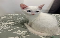 European cats for sale: Little kitten looking for a loving home - Image 2