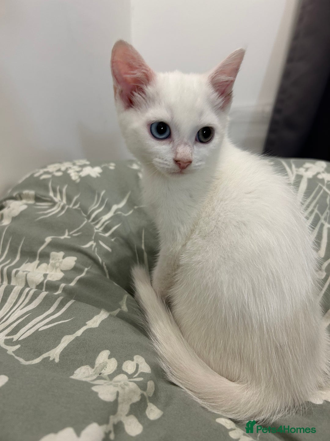 European cats for sale: Little kitten looking for a loving home - Image 2