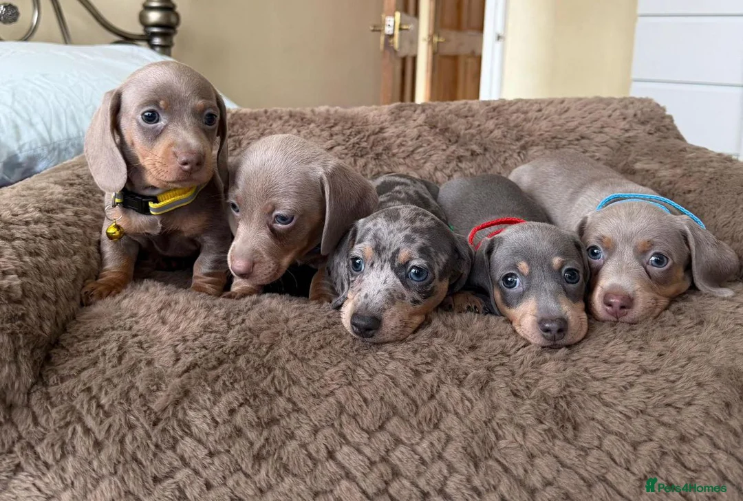 Miniature Dachshund dogs for sale: Beautiful Miniature Dachshund puppies in ELY - Advert 1