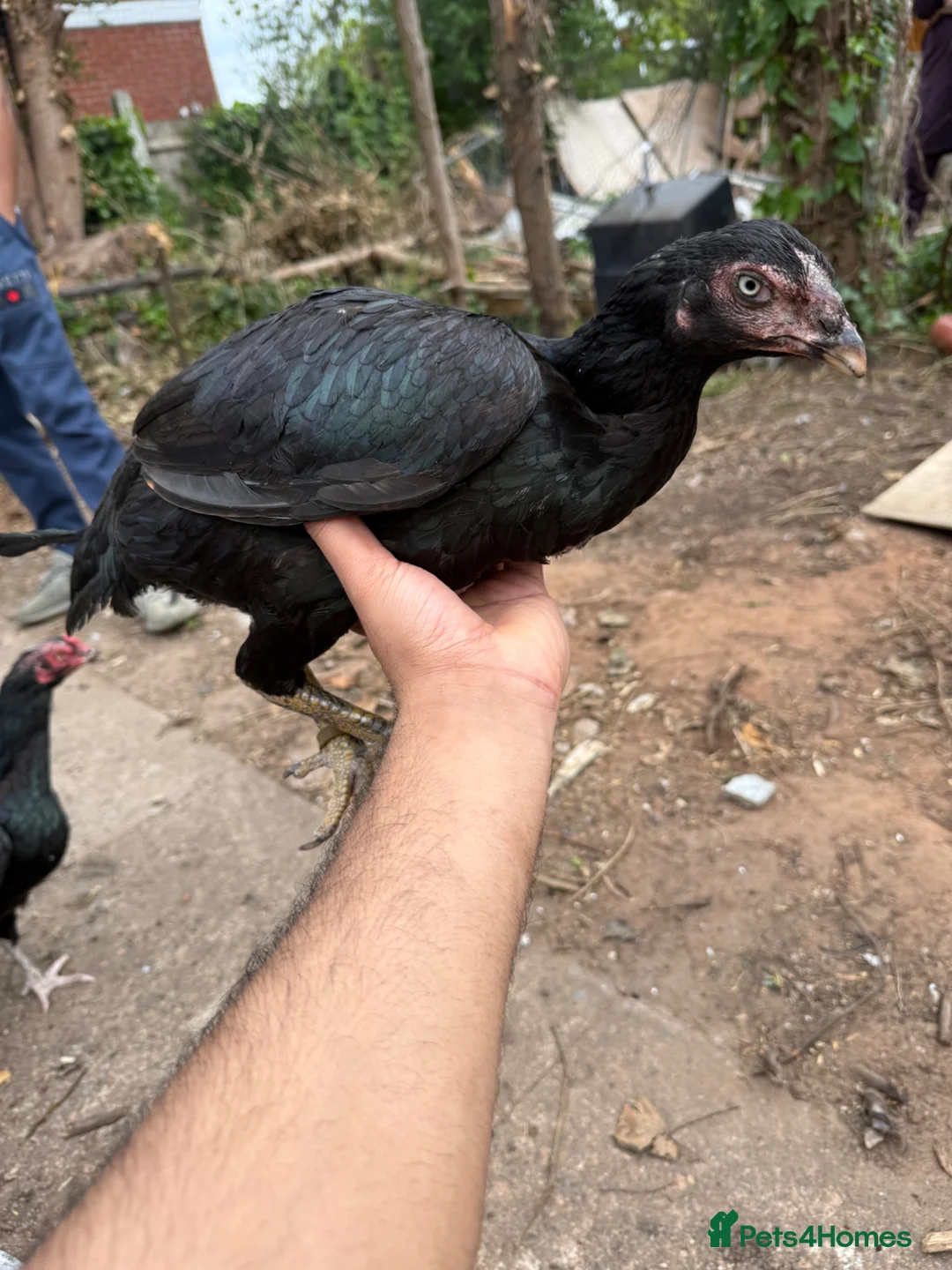 Chickens poultry for sale: Aseel hen - Advert 1