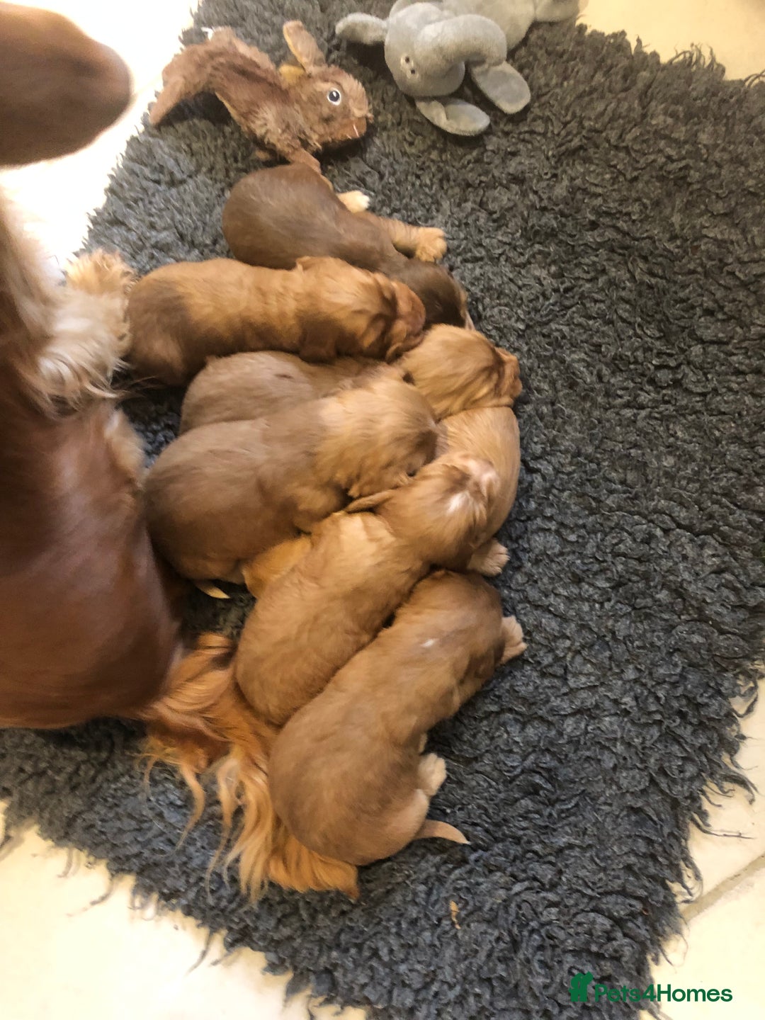 Cocker Spaniel dogs for sale: GORGEOUS COCKER SPANIEL PUPPIES - Advert 22