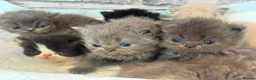 Persian cats for sale: Adorable Persian kittens  - Advert 8